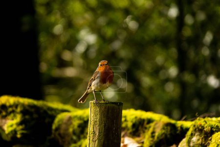 Photo for A Robin perched on a post in a wood on a late spring day - Royalty Free Image
