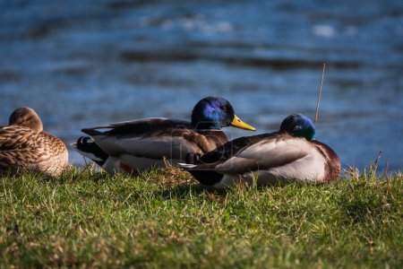 Téléchargez les photos : Un groupe de canards colverts assis sur les rives de la rivière Eamont, Penrith, Cumbria - en image libre de droit
