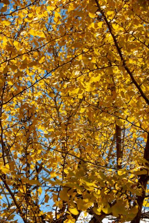 Foto de Textura de un árbol de gingko amarillo crea un fondo llamativo - Imagen libre de derechos