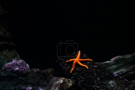 Foto de Starfish against black background - Imagen libre de derechos