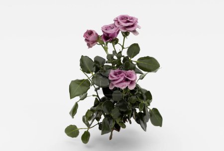Photo for Beautiful rose 3d illustration minimal rendering on white background. - Royalty Free Image