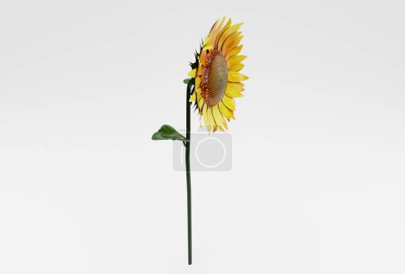 Photo for Beautiful sunflower 3d illustration minimal rendering on white background. - Royalty Free Image