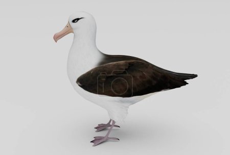 Photo for Albatross bird minimal 3d illustration on white background. - Royalty Free Image
