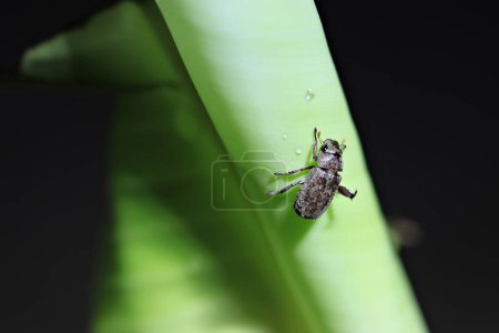 Banana scarring beetle a pest that eats banana leaves. Damage to banana trees, Thailand 