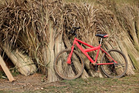 Old red bicycle parked against dry grass in the Norlae village at Chiang Mai Province, Thailand 