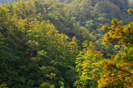 Téléchargez les photos : Beau paysage de forêt Pinus kesiya à Doi Luang Chiang Dao dans la province de Chiang mai, Thaïlande - en image libre de droit