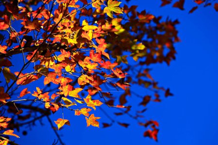 Téléchargez les photos : Les feuilles d'érable changent de couleur en hiver. Beau contraste avec le ciel bleu foncé - en image libre de droit