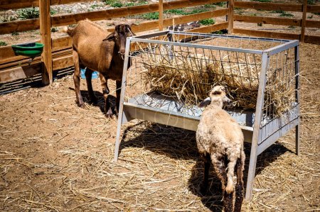 Foto de Imagen rural de un entorno rural tranquilo. Las dos cabras se ven complaciendo en una comida saludable de heno de hierba seca de un alimentador especialmente diseñado. Enfoque selectivo - Imagen libre de derechos