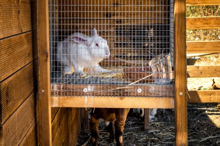 Foto de Countryside Mini Zoo: Adorable conejo blanco en jaula. Perfecto para varios proyectos de diseño y creativos, incluyendo carteles, folletos y más. Enfoque selectivo. - Imagen libre de derechos