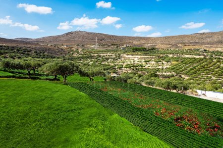 Photo for The essence of summer with a clear blue sky overhead. A picturesque plateau adorned with vibrant olive trees stretches beneath, framed by majestic mountains in the background. - Royalty Free Image