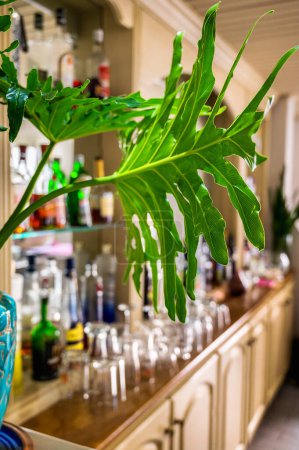 Téléchargez les photos : Irakleio, Crète Grèce - 10.20.2023 : Concept sophistiqué de bar. Élégant stand de bar est orné d'une gamme de bouteilles de marque de renom niché parmi les feuilles vibrantes d'une plante maison. - en image libre de droit