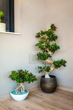 Two exquisite bonsai trees. A harmonious display unfolds as a smaller bonsai tree gracefully complements a larger counterpart, each meticulously crafted to perfection. 