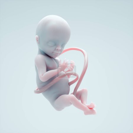 Téléchargez les photos : Conceptual image of a fetus. Fertility and science concept. This is a 3d render illustration. - en image libre de droit