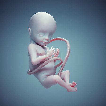 Foto de Human fetus in utero. Unborn life, connection, future and vitality concept. This is a 3d render illustration - Imagen libre de derechos