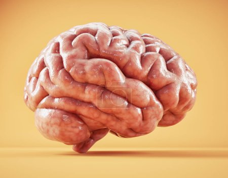 Le cerveau humain. Brainstorming et concept créatif. Capacité mentale, traitement cognitif et complexité neuronale. Ceci est une illustration de rendu 3d.