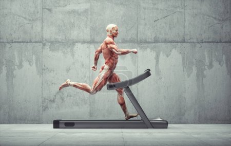 Photo for Human muscular system running on treadmill. Fitness and lifestyle concept. This is a 3d render illustration - Royalty Free Image