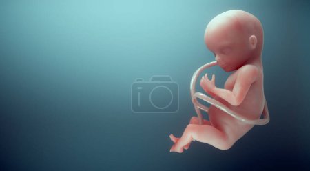 Téléchargez les photos : Un fœtus humain. Vie à naître, connexion, avenir et concept de vitalité. Ceci est une illustration de rendu 3d - en image libre de droit