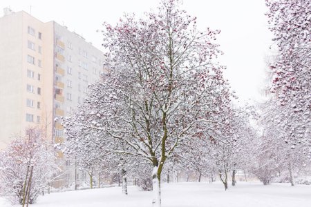 Photo for Urban winter background, street and trees covered with snow, a multi-storey residential building can be seen in the distance - Royalty Free Image
