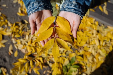 Foto de Mano femenina en el parque de otoño disfrutando del otoño y sosteniendo una hoja. Muchas hojas secas amarillas. - Imagen libre de derechos
