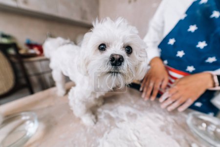 Photo for Young woman in the kitchen and cute white Maltese dog on the table - Royalty Free Image