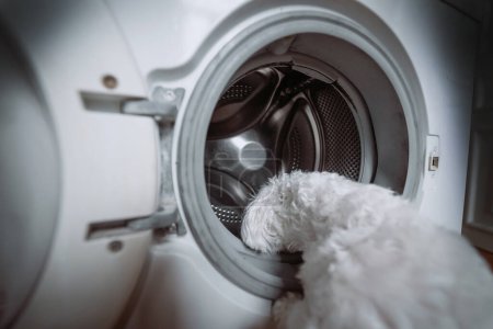 Photo for Cute little white dog looking in to washing machine. Close view - Royalty Free Image