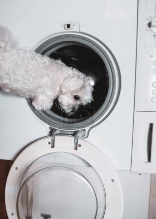 Téléchargez les photos : Mignon petit chien blanc regardant en arrière par la machine à laver. Vue rapprochée - en image libre de droit
