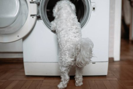 Téléchargez les photos : Mignon petit chien blanc regardant dans la machine à laver. Vue rapprochée - en image libre de droit