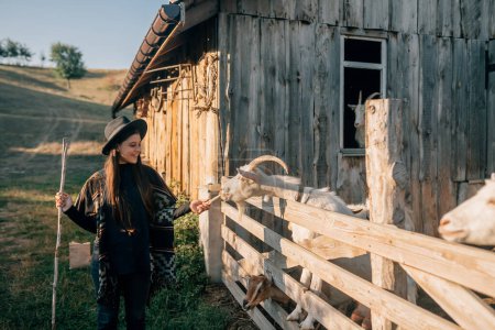 Téléchargez les photos : Une jeune belle femme près d'un stylo avec des chèvres pose pour la caméra - en image libre de droit