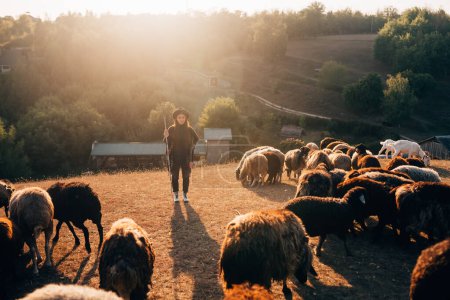 Photo for Female shepherd and flock of sheep at a lawn - Royalty Free Image