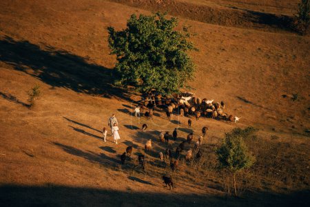 Téléchargez les photos : Moutons et chèvres pâturent sur le pré - en image libre de droit