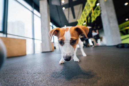 Téléchargez les photos : Mignon petit chien Jack Russel dans la salle de gym. Style de vie sain à l'intérieur - en image libre de droit
