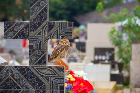 Photo for Uma coruja embaixo de uma cruz em um tumulo no cemiterio. - Royalty Free Image
