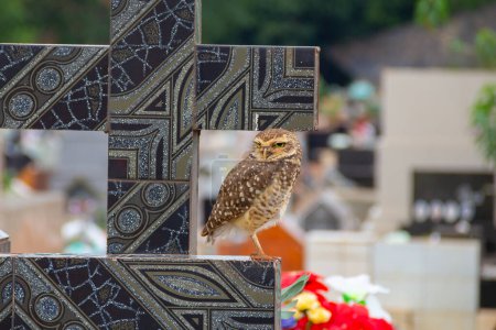 Photo for Uma coruja embaixo de uma cruz em um tumulo no cemiterio. - Royalty Free Image