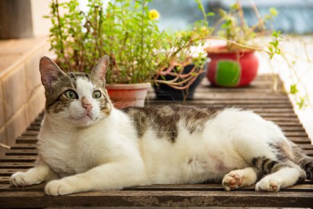 Téléchargez les photos : Un chat allongé sur une chaise longue avec quelques plantes en arrière-plan. - en image libre de droit