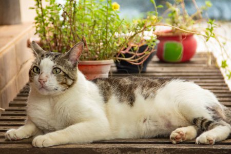 Téléchargez les photos : Un chat allongé sur une chaise longue avec quelques plantes en arrière-plan. - en image libre de droit