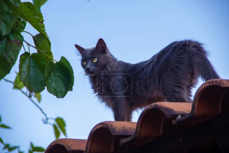 Foto de Un hermoso gato de pelo largo en grafito azul, en el techo de la casa. - Imagen libre de derechos