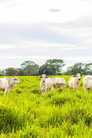 A small herd of white cattle in a cool green pasture on a sunless day. Vertical format.
