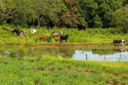 Photo for Some oxen grazing on the banks of a small lake with lots of greenery around. - Royalty Free Image