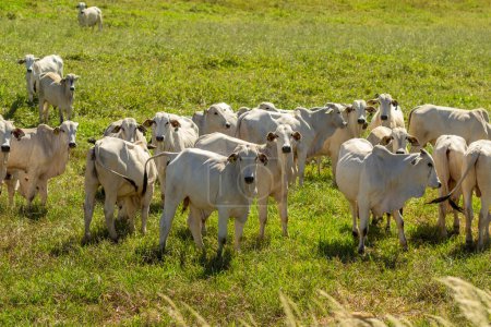  Un petit troupeau broutant dans le champ avec de l'herbe fraîche par une chaude journée ensoleillée.