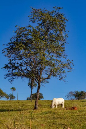 Photo for A white bull grazing under a tree with the blue sky in the background. - Royalty Free Image