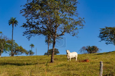 Photo for A white bull grazing under a tree with the blue sky in the background. - Royalty Free Image