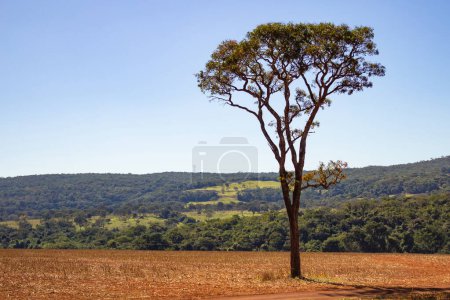 Photo for A Goias landscape with a tall tree with few branches in the foreground and a blue sky in the background. - Royalty Free Image