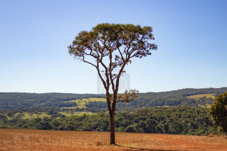 Photo for A Goias landscape with a tall tree with few branches in the foreground and a blue sky in the background. - Royalty Free Image