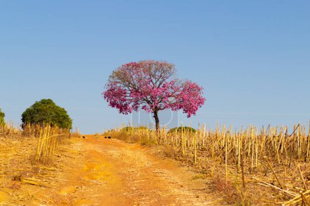 Photo for Landscape with a dirt road, dry grass and a purple ipe. Handroanthus impetiginosus. - Royalty Free Image