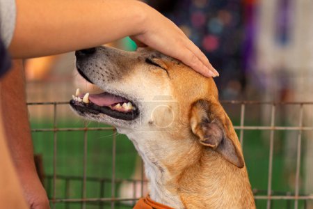 Photo for Detail of a person's hand petting a dog that is inside a pen at an animal adoption fair. - Royalty Free Image
