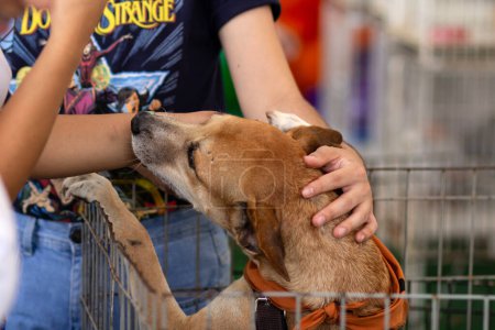 Un chien de couleur caramel dans un enclos, caressé par une personne lors d'une foire d'adoption pour les animaux abandonnés.