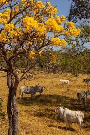 Photo for Um pequeno rebanho de gado pastando no cerrado seco, com um ipe amarelo florido. Imagem vertical. - Royalty Free Image