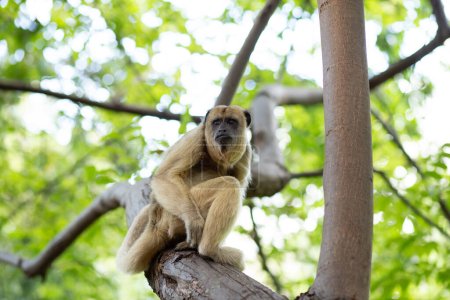 Téléchargez les photos : Une femelle singe hurleur noir perché sur une branche d'arbre dans le parc. (Alouatta caraya) - en image libre de droit
