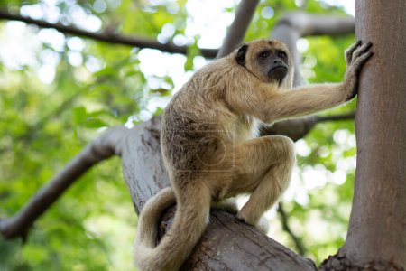  Una hembra de mono aullador negro se posó sobre una rama de árbol en el parque. (Alouatta caraya)