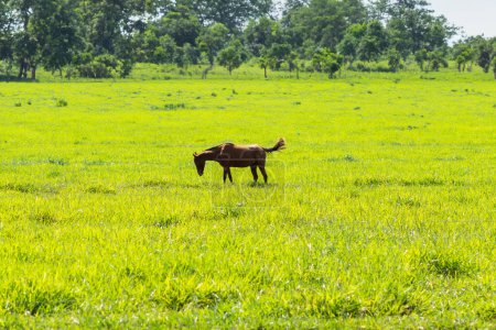 A horse with brown fur, alone, feeding in fresh green pasture, on a farm, on a clear, sunny day.